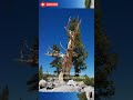 The oldest tree in the world is over 5,000 years old - Subscribe to InfoMedia 😍