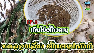 ติดตามการทดลองเลี้ยง ตั๊กแตนปาทังก้า Ep. 5 (เก็บไข่)