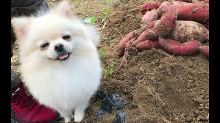 모찌랑 고구마 캐러 간 날! Harvesting sweet potatoes with Mochi!