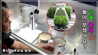 흙난원 배양실 탐방 / 생장점 조직 배양 / Orchid Tissue culture / 화이 오키드 스토리