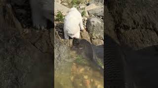 Pyar Hai Ye #nature #friendship #baby #fish #dog #animals #ytshorts #status #youtubeshorts