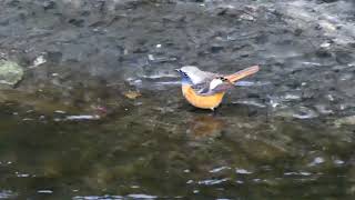 水浴びするジョウビタキ雄