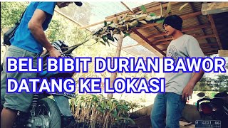 BELI BIBIT DURIAN BAWOR DATANG KELOKASI #MUSLIANTO BIBIT