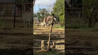 【八木山動物園】シマウマ