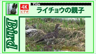 【4K】ライチョウの親子　～６羽の雛を連れて～　20220713　Bird　野鳥