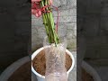 How to cut roses in plastic bottles #roses #rose #lamvuon