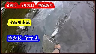 令和３  5月31日   渓流釣り  片品川本流  泣き尺ヤマメ