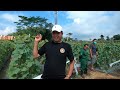 luar biasa bertani sukses panen buah melon sehari terjual 4 ton