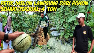 LUAR BIASA,! Bertani Sukses, Panen Buah Melon Sehari Terjual 4 Ton