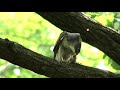 4k 野鳥：ツミ　雌－２／餌のムクドリを