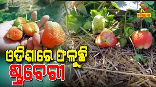 Retd. IAF Officer Cultivating Strawberry In Bad Weather  | NandighoshaTV