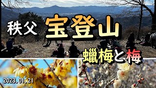 宝登山の蠟梅と紅梅白梅　山頂は大賑わい　2023 01 21