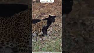 #leopard and Black panther walking together at Kabini Wildlife Sanctuary, Karnataka #blackpanther