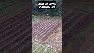 Kebun dan Ladang di Rempang Cate Short Video #batam #rempang #batamvlog