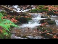 enchanting autumn forests with beautiful piano music🍁4k autumn ambience u0026 fall foliage