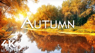 Enchanting Autumn Forests with Beautiful Piano Music🍁4K Autumn Ambience \u0026 Fall Foliage