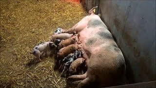 Pig Maternity Ward 2 at Glovers Farm 4k