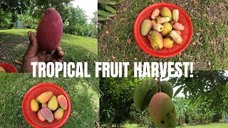 Harvesting Juicy Mangoes \u0026 Pawpaws in My Yard!