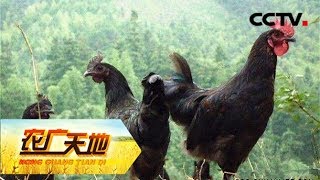 《农广天地》窑洞里的黑宝贝  20180727 | CCTV农业