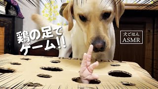 【ASMR  犬おやつ】ラブラドールレトリバーと鶏足のおやつゲーム RAW Chicken Feet/Raw feeding dog/生肉/咀嚼音