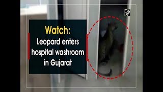 Watch: Leopard enters hospital washroom in Gujarat