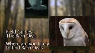 Where to find Barn Owls