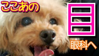 🐶ここあ眼科へ #107 ≪核硬化症と白内障の違い≫【ここみか】【トイプードル】【多頭飼い】【ここあみかん】【トイプードルここみか】