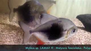 Myleus sp  LAMAX III - Metynnis fasciatus- Poly ornatipinnis