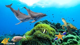 11HRS Video 4K Sea Animals - Undersea Relaxation Film with Piano Music for Sleep | 333hz