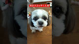 #シーズー #天才犬 #親バカ#shihtzu #可愛いペット #可愛い犬 #ラーメン居酒屋 #仲良し夫婦 #本庄市 #シーズー大好き #シーズー犬 #シーズー大好き部 #pet#dog