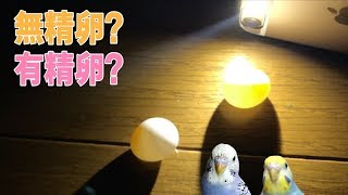 【セキセイインコ】気になる🥚　愛の結晶卵は無精卵？有精卵？　Budgerigar