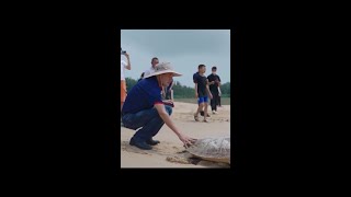 43 wild turtles released into sea in S China