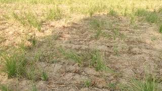 Natural grass being developed in the  Thar desert. Daab/Kush grass (HALFA) DESMOSTACHYA BIPINNATA