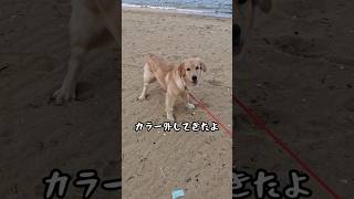 カラー外れて爆走止まれないゴルパピ#ゴールデンレトリバー仔犬 #ゴルパピ #愛犬