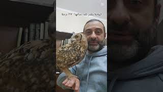 البومة الفرعونية ليلي 🦉، معلومة غلط جدا عن البومة انا مكنتش اعرفها #معلومات_غريبة #بومة #ليلي