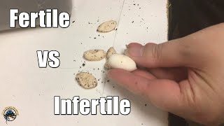 How to Tell the Difference Between Fertile and Infertile Eggs! 🐣🥚