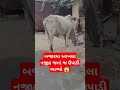 બજારમા આખલા નજીક જતાં જ ઉપાડી ભાગ્યો 😱 trending viral reels funny