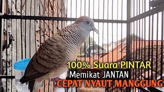 perkutut betina memanggil jantan 100% suara ampuh jadikan perkutut lokal gacor seketika