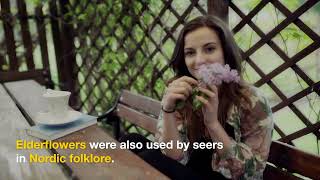 Nordic Seers and Their Knowledge of Herbal Remedies: Exploring the Folklore