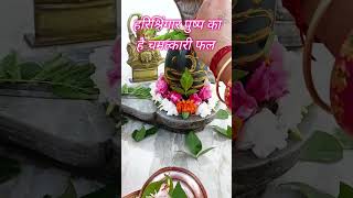 हरि श्रृंगार पुष्प का चमत्कारी फल#महादेव को चढ़ाए हरसिंगार,#पारिजात का पुश#shivmahapuran#pradeep#