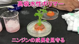 高吸水性ポリマーで野菜を育てる #Shorts