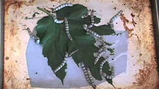 Silkworms Part 1