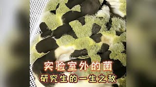 研究生的一生之敌