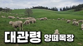 대관령 양떼목장 넓고 푸른 초원 Daegwallyeong Sheep Ranch : a vast green meadow