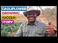 Vegetable Farming in Zambia: Transplanting, Growing and First Harvest of our Cauliflower Crop