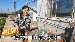 农村小院的果树上摘下两桶果，做了五十二瓶罐头，酸酸甜甜超好吃