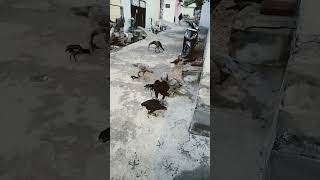 மூடிட்டு போடா...?#videos #viral #allah