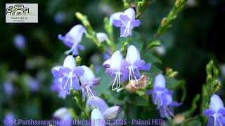 one of the Kurinji flower-Strobilanthes cordifolia -Acanthaceae-12.01.2025- Palani hills -Kodaikanal