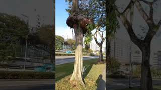 Crown Staghorn fern 皇冠鹿角蕨 #ilovesingapore #shorts