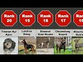 20 most popular chinese dog breeds...